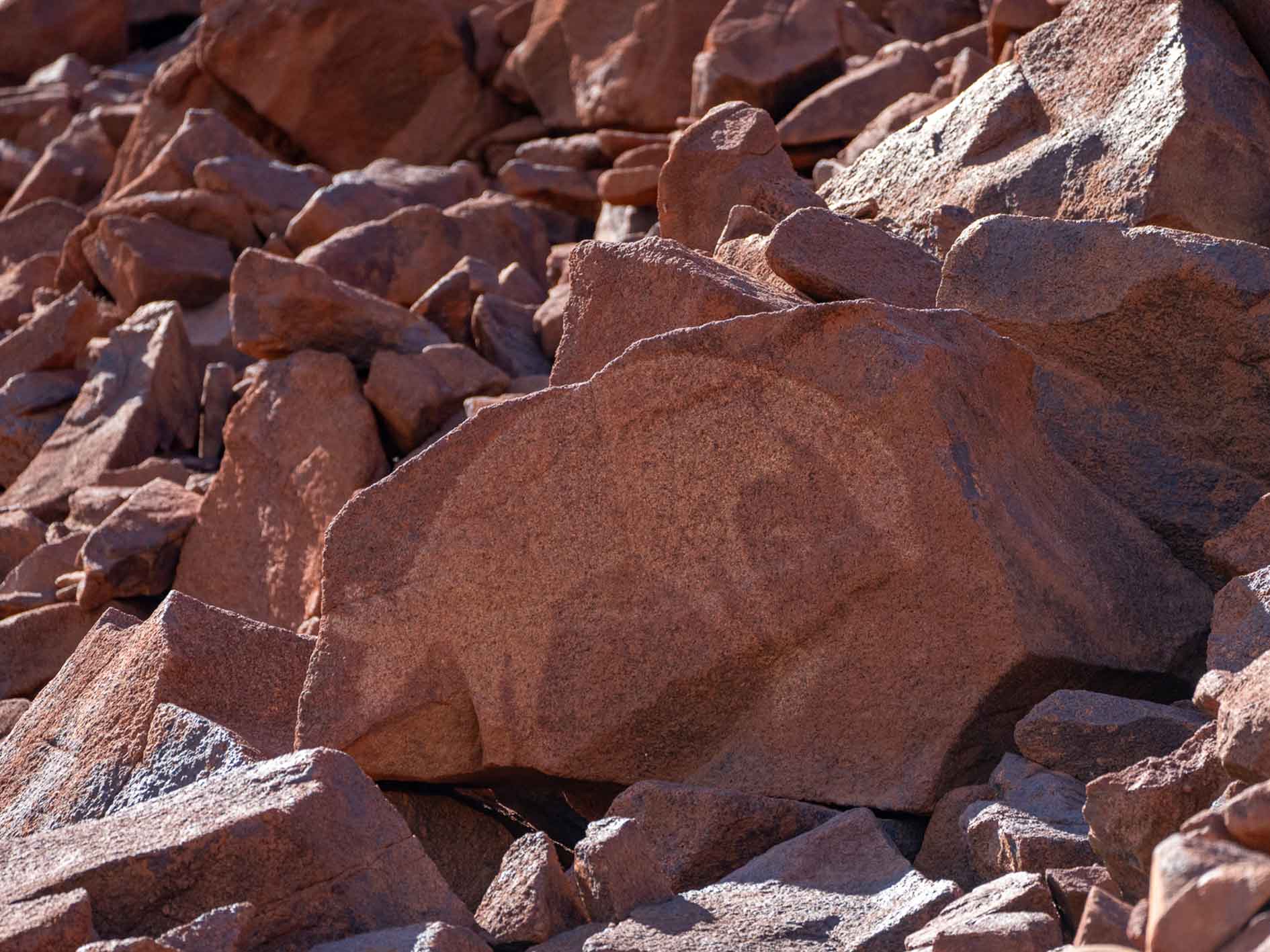 A rock engraving - petroglyph - of a fat tail kangaroo in Murujuga