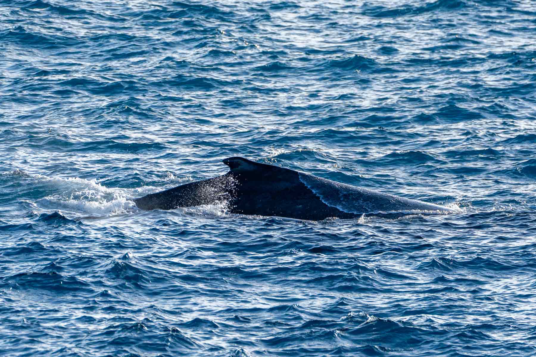 A humpback surfaces, Dampier Archipelago