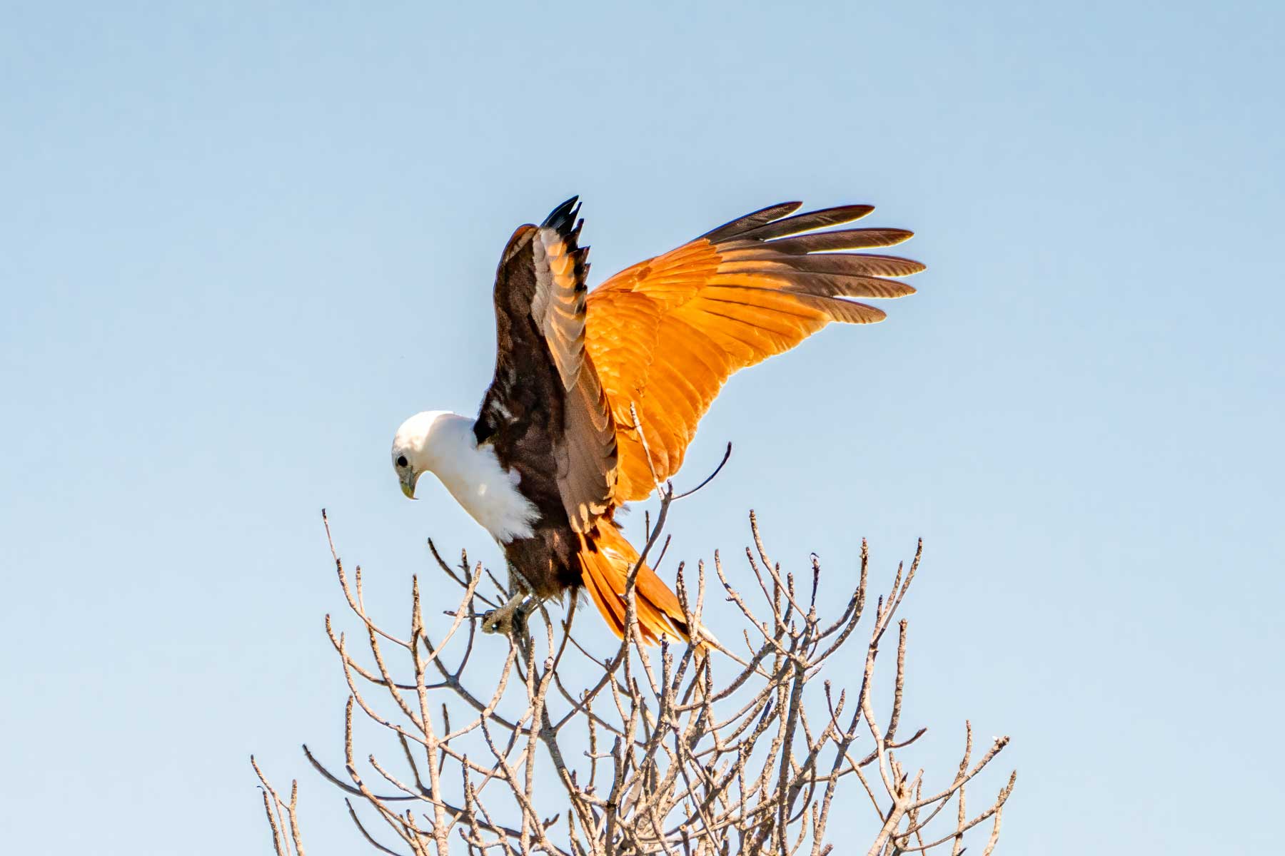 A brahminy kite lands on top of a mangrove