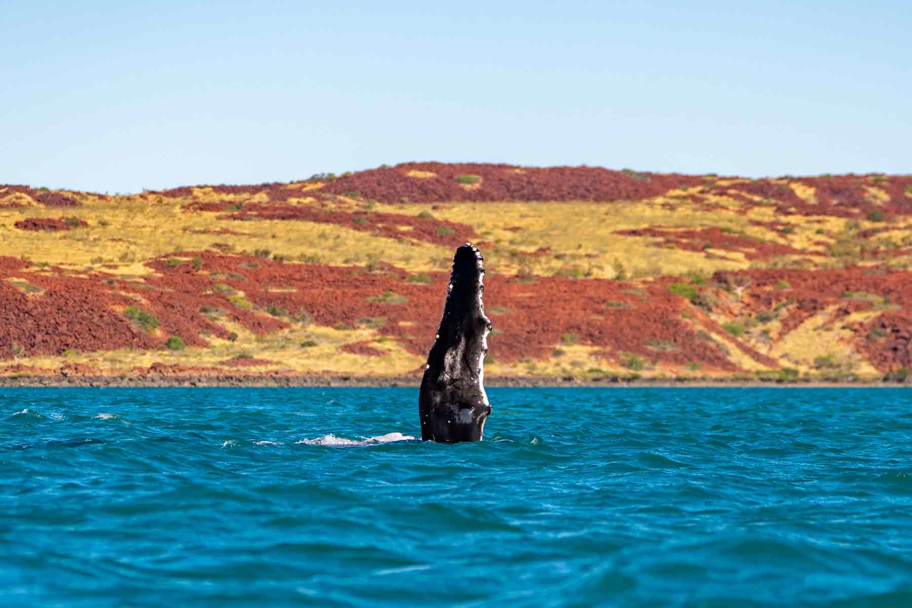 A humpback whale with it's pectoral fin in the air, Dampier Archipelago