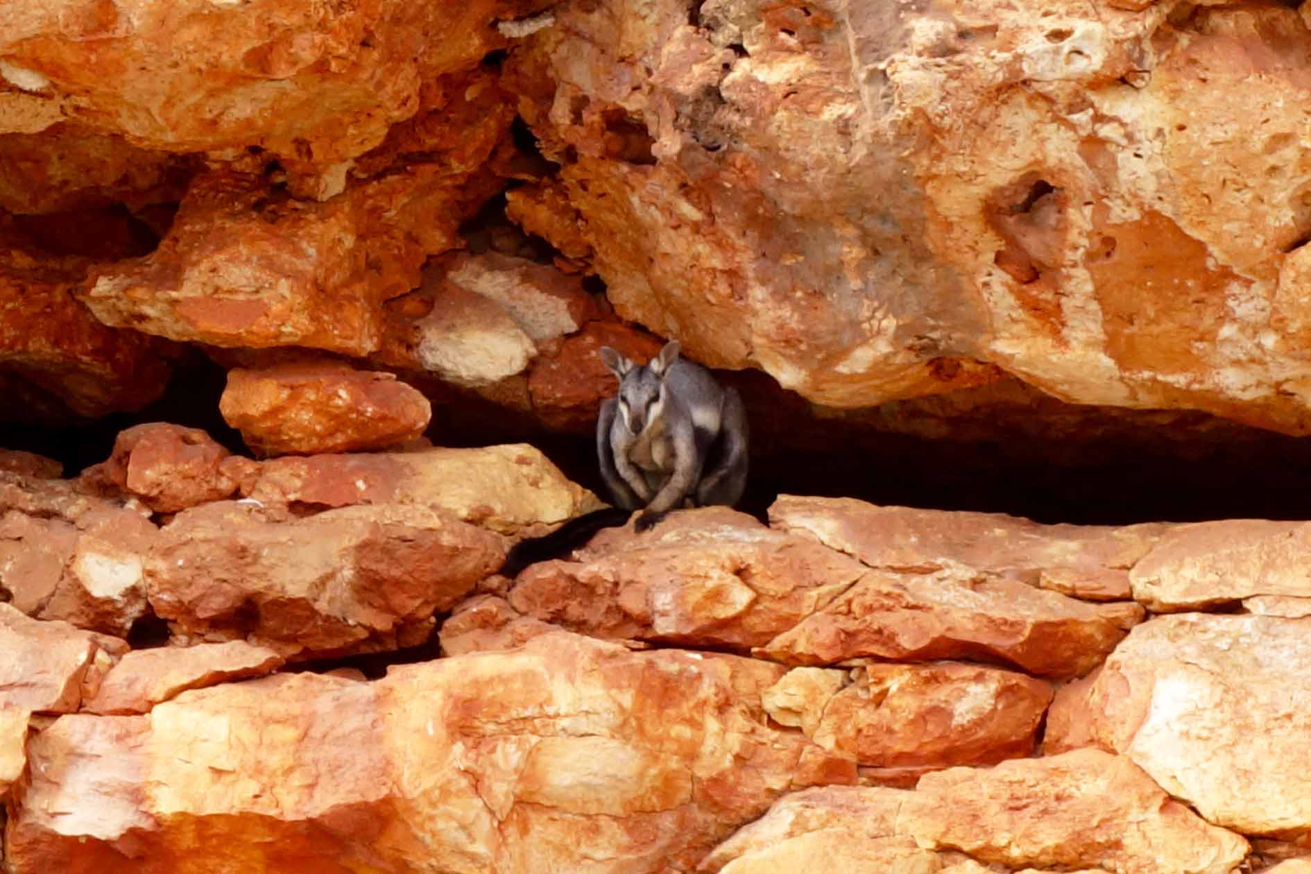 Black flanked rock wallaby shelters in a gorge in Cape Range National Park, seen year round on Ningaloo's wildlife calendar