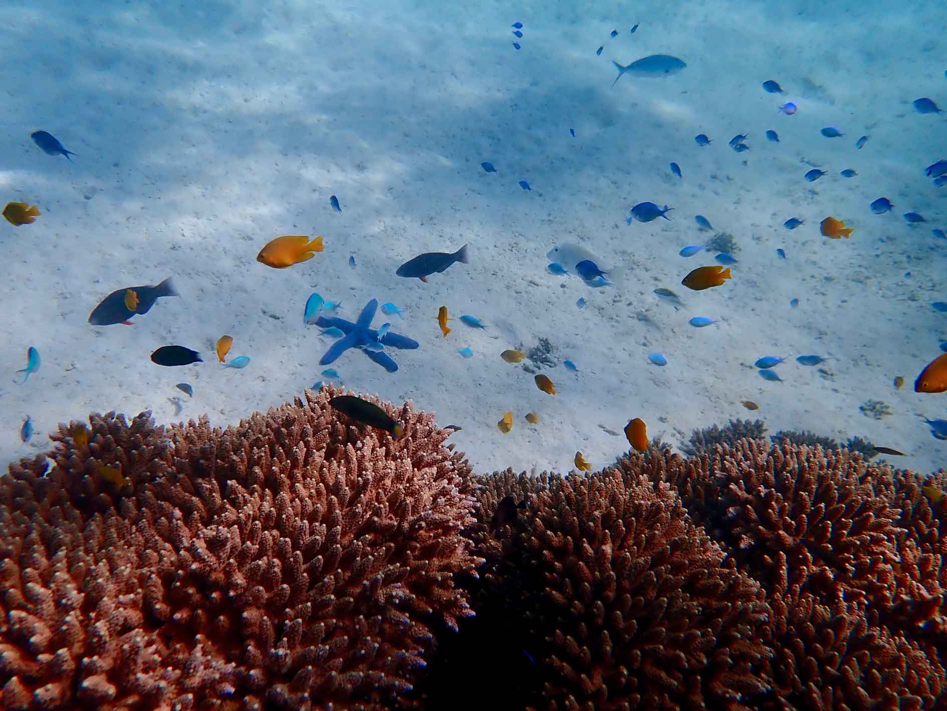 Colourful coral reef fishes and sea star on Ningaloo Reef