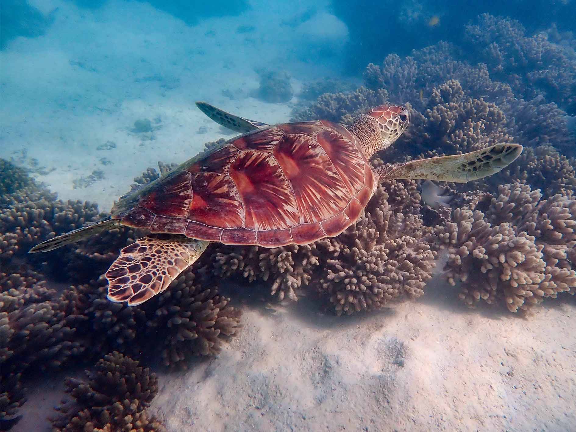 Snorkelling with a turtle at Ningaloo reef