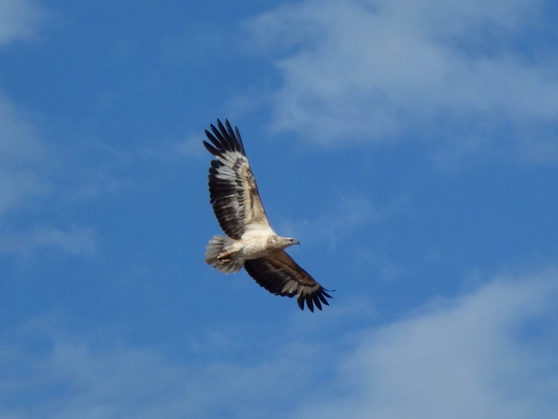Juvenile white-bellied sea eagle, an example of great wildlife viewing opportunities in Dampier Archipelago