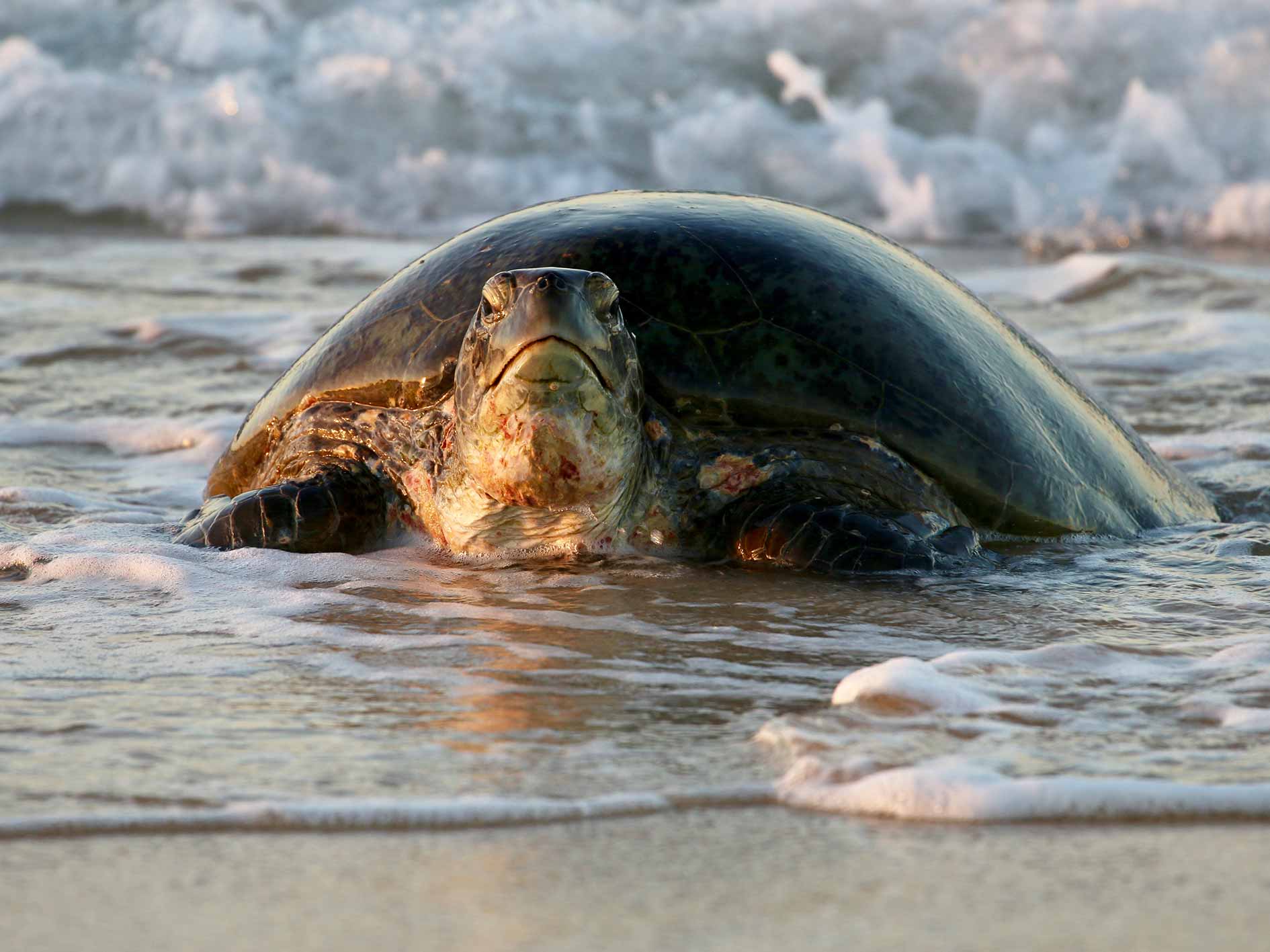 Mature turtle at waters edge, ready to make her way up the beach to nest