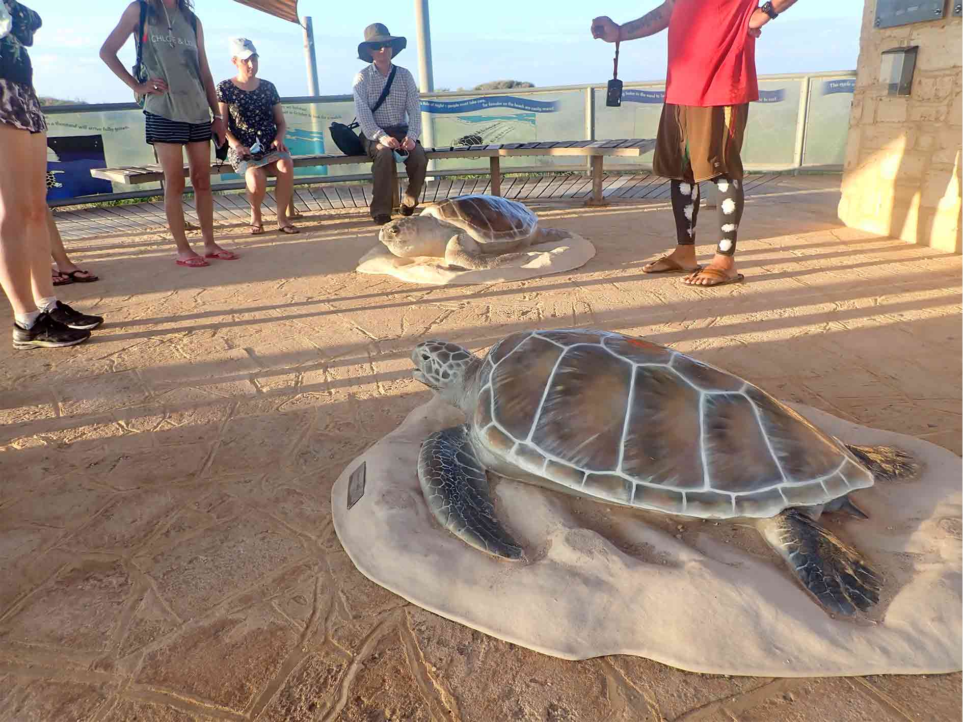 Learn about marine turtles and their nesting habits at the Jurabi Turtle Centre